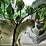 cat, mirror, reflection, plant, leaves, window, indoor, curious, animal, pet, white, brown, feline, ornate, decor, nature, branch, green, closeup, daylight