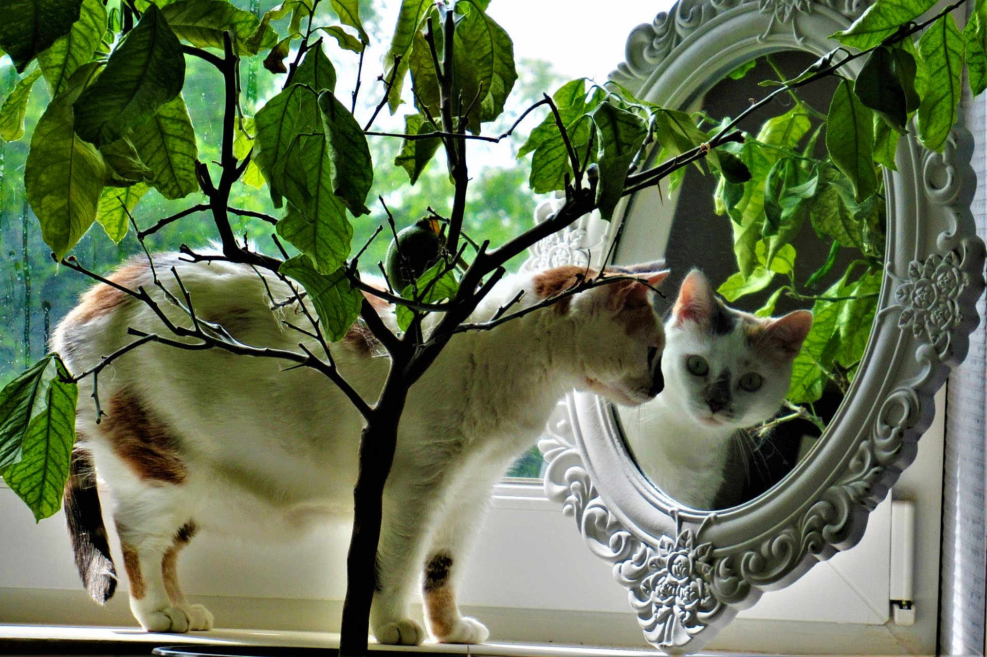 Nenette participe au concours pour gagner de l'argent avec cette photo : cat, mirror, reflection, plant, leaves, window, indoor, curious, animal, pet, white, brown, feline, ornate, decor, nature, branch, green, closeup, daylight
