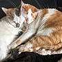 Nenette a rejoint le concours — aidez-le/la à gagner de superbes lots ! cat, cats, sleeping, snuggling, fur, cozy, blanket, couch, pet, animal, white, orange, tabby, cute, domestic, relaxing, companion, indoor, resting, feline