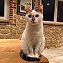 cat, white_cat, brown_patch, black_patch, wooden_table, stone_wall, framed_artwork, indoor, pet, animal, sitting, curious, feline, ears, tail, eyes, whiskers, fur, table_edge, cozy
