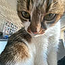 cat, close_up, indoor, curious, feline, whiskers, fur, eyes, portrait, pet, domestic_animal, home, photography, brown, white, tabby, animal, mammal, cute, household