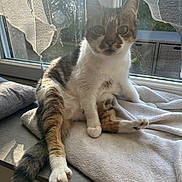 Minette a rejoint le concours — aidez-le/la à gagner de superbes lots ! cat, tabby, white_fur, window, curtains, blanket, sunlight, indoor, pet, feline, relaxed, paw, tail, fur, sitting, home, cozy, daylight, looking, animal