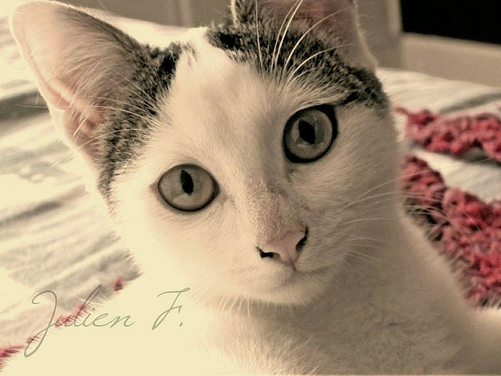 Mimisse a rejoint le concours — aidez-le/la à gagner de superbes lots ! aegean_cat, american_wirehair, asian, burmilla, carnivore, cat, close_up, domestic_short_haired_cat, ear, european_shorthair, eye, felidae, fur, headwear, kitten, mammal, nose, ojos_azules, person, small_to_medium_sized_cats