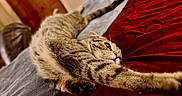Mama joined the competition — help win amazing prizes! cat, tabby_cat, stretching, bed, blanket, towel, indoor, feline, pet, relaxing, fur, whiskers, paw, nose, claws, striped, cute, animal, cozy, resting