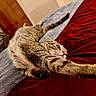 cat, tabby_cat, stretching, bed, blanket, towel, indoor, feline, pet, relaxing, fur, whiskers, paw, nose, claws, striped, cute, animal, cozy, resting