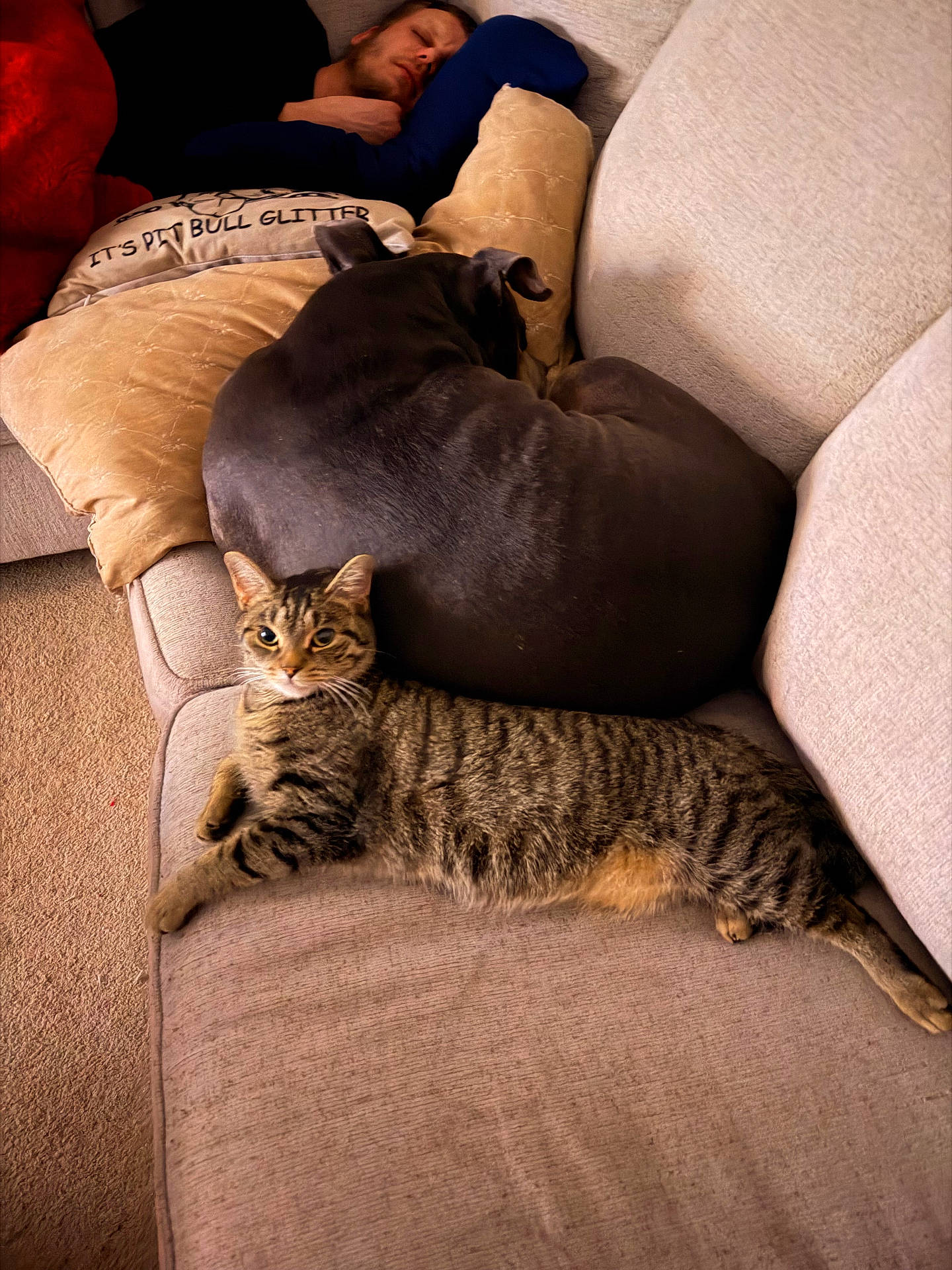 animal, carpet, cat, comfort, couch, cozy, dog, fur, furniture, home, indoor, man, pet, pillow, pit_bull, relaxing, resting, sleep, sleeping, tabby_cat