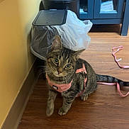 Mama joined the competition — help win amazing prizes! cat, tabby_cat, pink_harness, wooden_floor, trash_bin, plastic_bag, blue_cabinet, curious, pet, indoor, flooring, furniture, domestic_animal, animal, floor, leash, looking_up, cute, small, young_cat