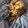 cat, tabby_cat, sleeping, curled_up, fur, whiskers, paw, tail, blanket, bed, soft, cozy, resting, indoor, animal, pet, cute, feline, relaxed, comfort