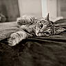 cat, tabby_cat, pet, indoor, blanket, feline, stretching, paw, curious, close_up, soft_texture, bed, relaxed, whiskers, ear, fur, animal, mammal, domestic, resting