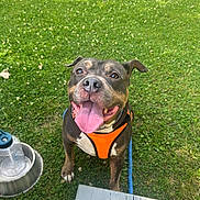 Tank is registered to the contest to win money with this photo: dog, grass, orange_harness, tongue_out, water_bowl, water_bottle, outdoor, pet, happy, animal, leash, nature, summer, playful, canine, muzzle, ears, paw, sunlight, wooden_plank