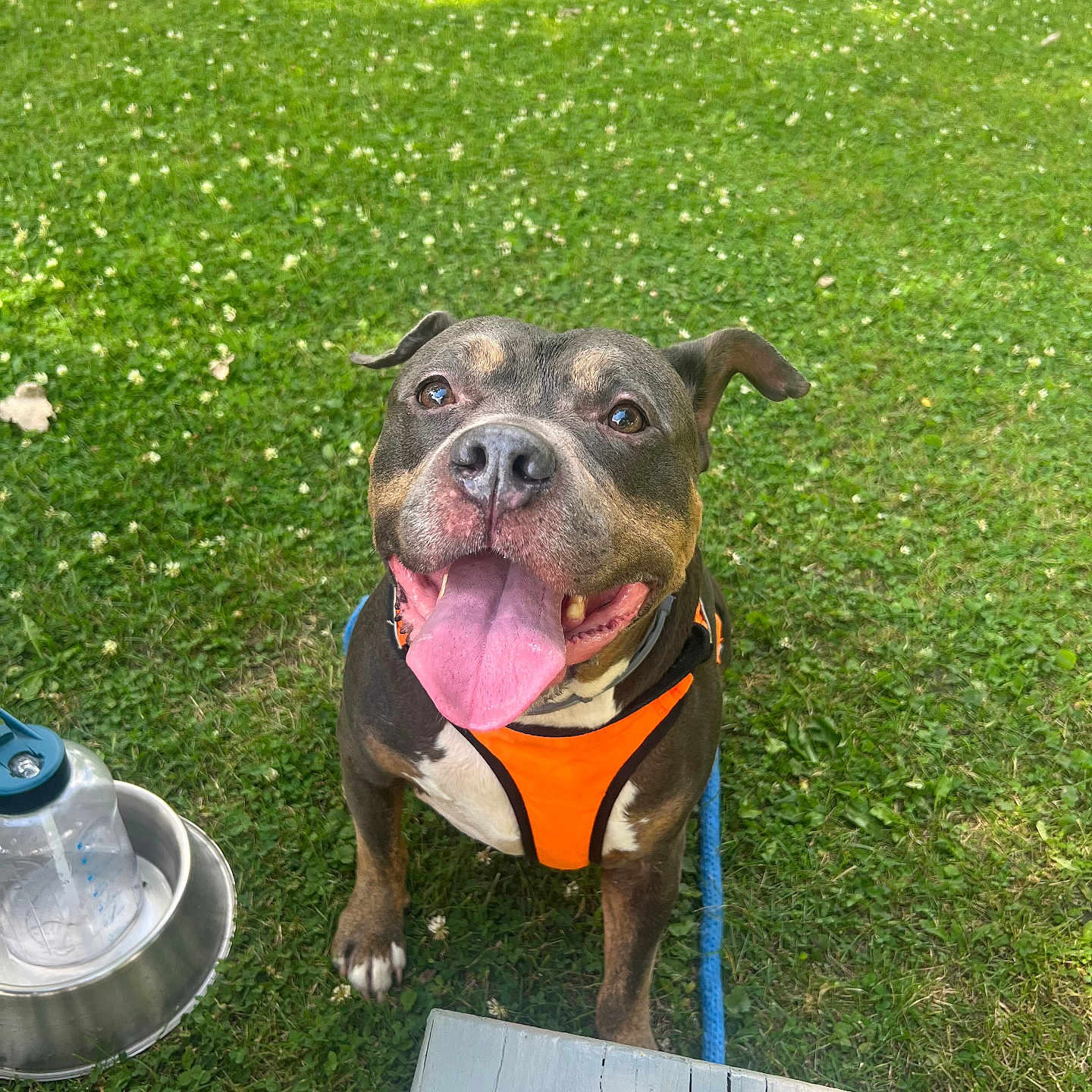Tank is registered to the contest to win money with this photo: dog, grass, orange_harness, tongue_out, water_bowl, water_bottle, outdoor, pet, happy, animal, leash, nature, summer, playful, canine, muzzle, ears, paw, sunlight, wooden_plank