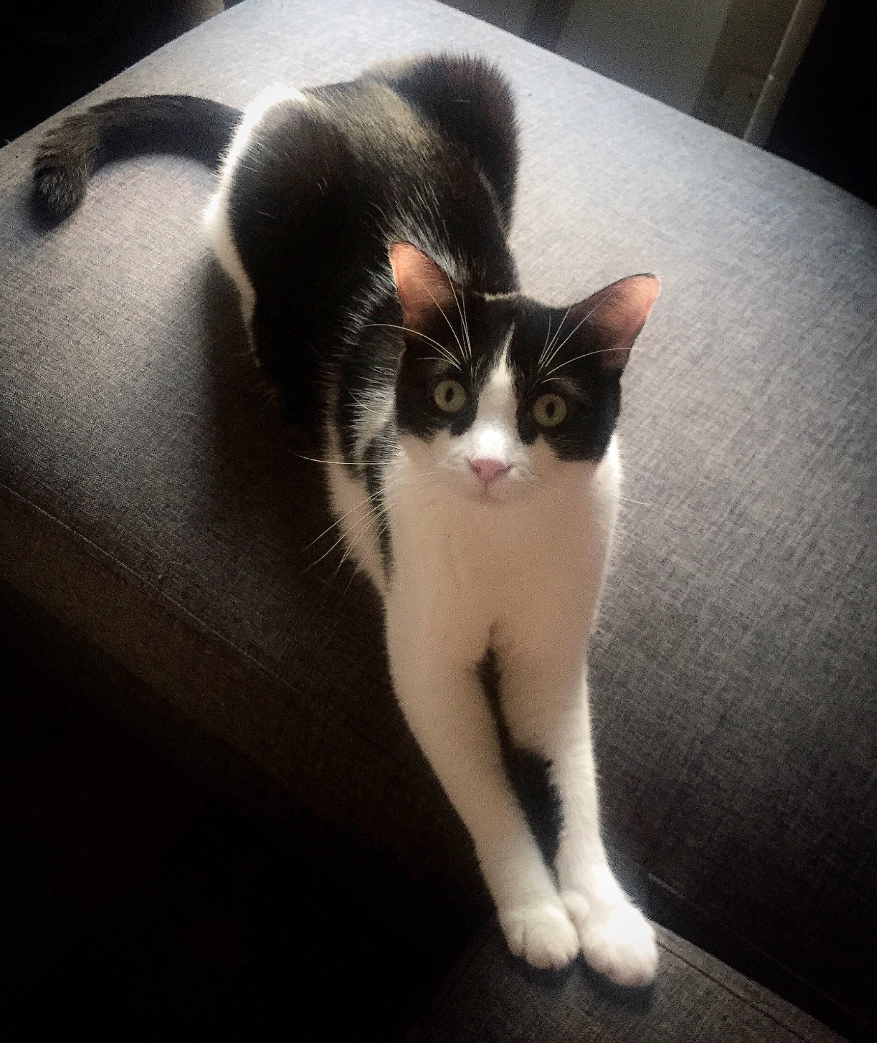 Loko a rejoint le concours — aidez-le/la à gagner de superbes lots ! aegean_cat, american_wirehair, black_and_white, carnivore, cat, domestic_short_haired_cat, ear, eye, felidae, fur, kitten, leg, mammal, paw, polydactyl_cat, skin, small_to_medium_sized_cats, snout, tail, whiskers