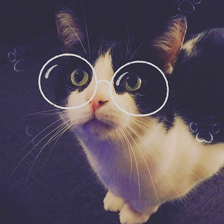 Loko a rejoint le concours — aidez-le/la à gagner de superbes lots ! aegean_cat, american_wirehair, carnivore, cat, domestic_short_haired_cat, ear, eye, felidae, fur, kitten, love, nose, paw, photography, polydactyl_cat, sky, small_to_medium_sized_cats, snout, tail, whiskers