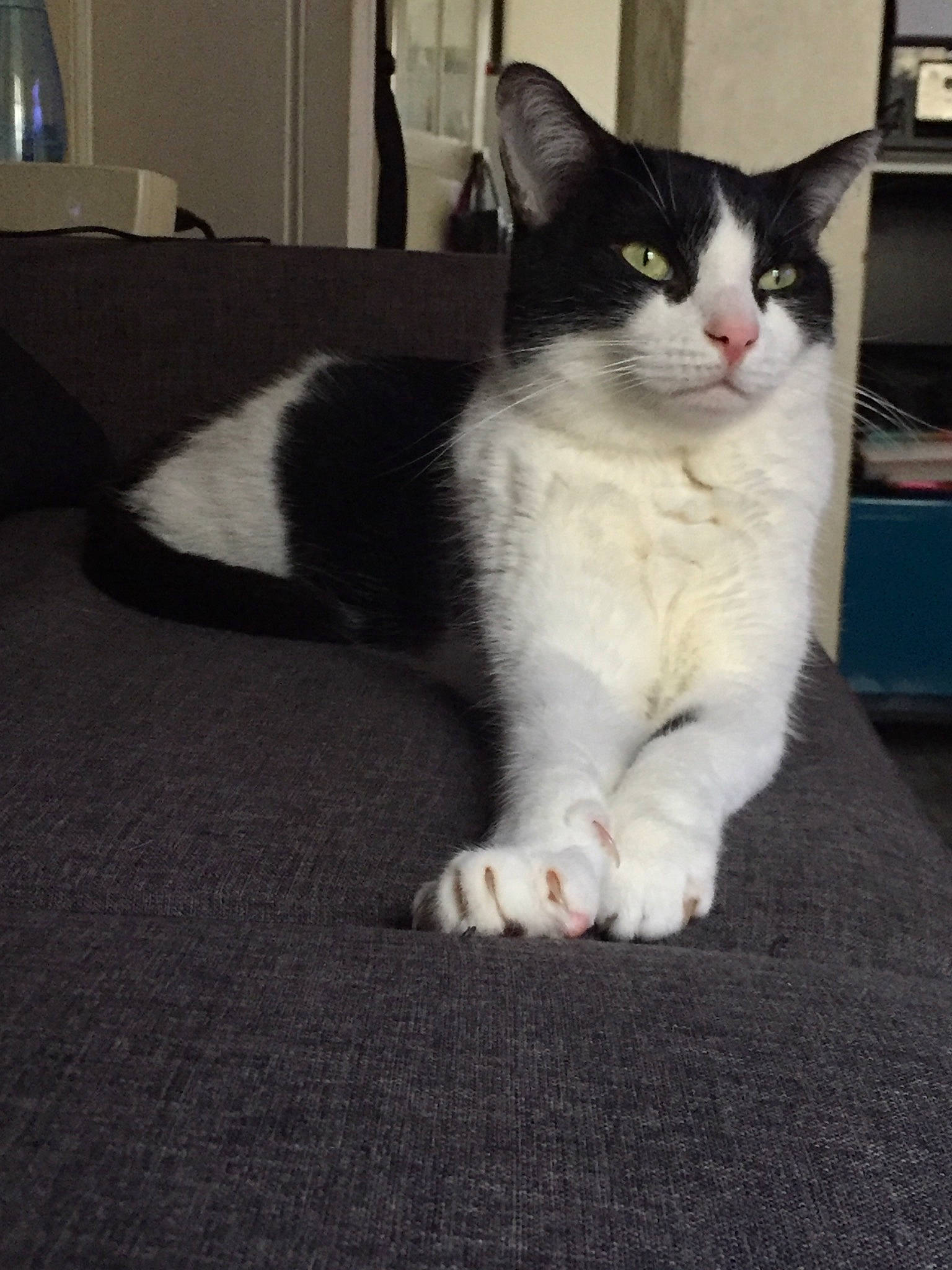 Loko a rejoint le concours — aidez-le/la à gagner de superbes lots ! aegean_cat, american_wirehair, asian, carnivore, cat, domestic_short_haired_cat, european_shorthair, felidae, fur, kitten, leg, mammal, ojos_azules, paw, polydactyl_cat, small_to_medium_sized_cats, snout, tail, vertebrate, whiskers