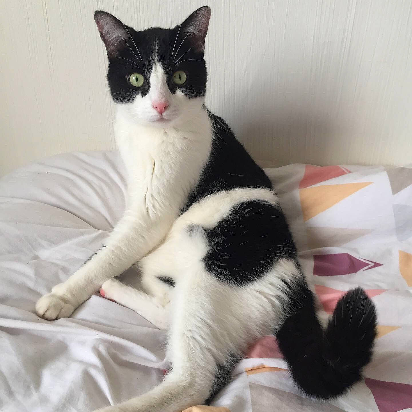 Loko participe au concours pour gagner de l'argent avec cette photo : aegean_cat, american_wirehair, black_and_white, black_cat, carnivore, cat, domestic_short_haired_cat, felidae, fur, japanese_bobtail, kitten, leg, mammal, paw, polydactyl_cat, small_to_medium_sized_cats, tail, vertebrate, whiskers, white