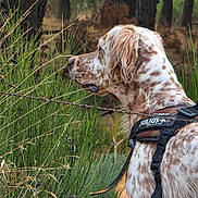 Sya participe au concours pour gagner de l'argent avec cette photo : dog, animal, outdoor, nature, forest, grass, barbed_wire, harness, spotted, side_view, canine, pet, wilderness, trees, greenery, fur, leash, alert, quiet, wildlife