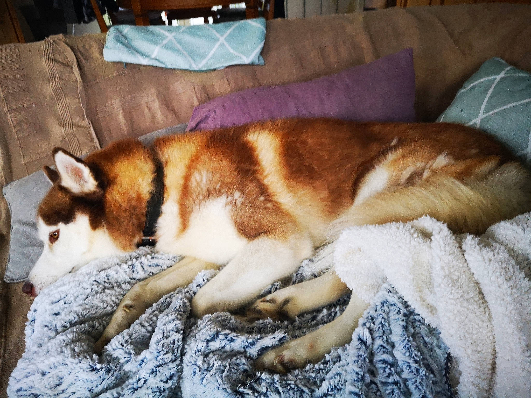 Leeroy participe au concours pour gagner de l'argent avec cette photo : akita, akita_inu, canidae, carnivore, cat, dog, dog_breed, fawn, mammal, nap, norwegian_lundehund, siberian_husky, sleep, tail, thai_bangkaew_dog, vertebrate