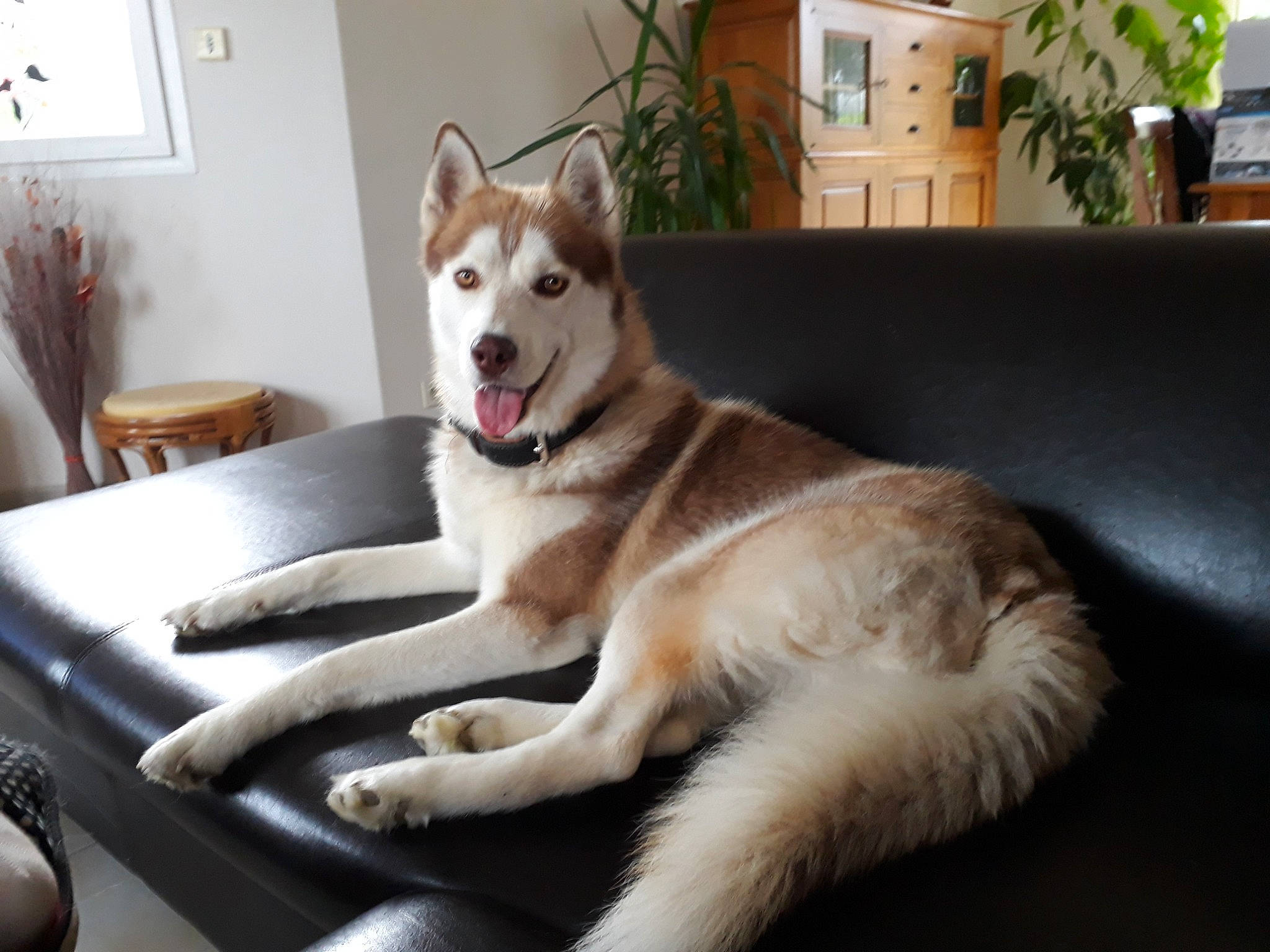 Leeroy a rejoint le concours — aidez-le/la à gagner de superbes lots ! alaskan_malamute, canadian_eskimo_dog, canidae, carnivore, dog, dog_breed, east_siberian_laika, labrador_husky, mammal, miniature_siberian_husky, native_american_indian_dog, northern_inuit_dog, saarloos_wolfdog, sakhalin_husky, seppala_siberian_sleddog, siberian_husky, sled_dog, tamaskan_dog, vertebrate, wolfdog