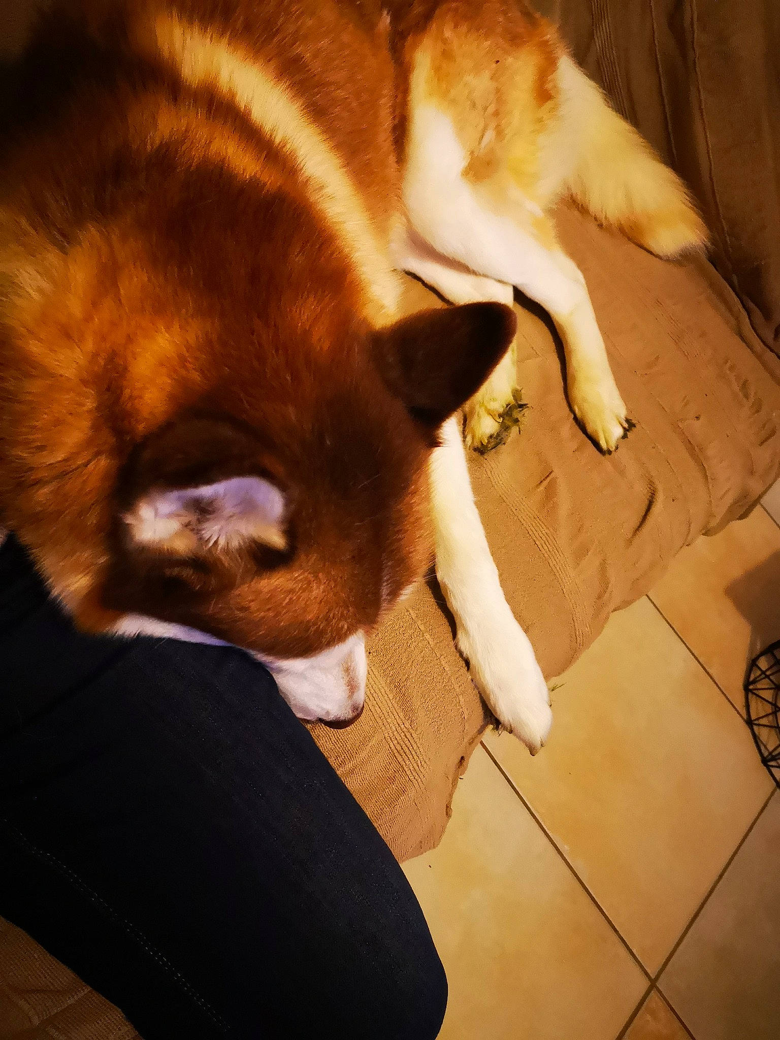 Leeroy participe au concours pour gagner de l'argent avec cette photo : akita, akita_inu, canidae, carnivore, dog, dog_breed, fawn, mammal, non_sporting_group, snout, tail, whiskers