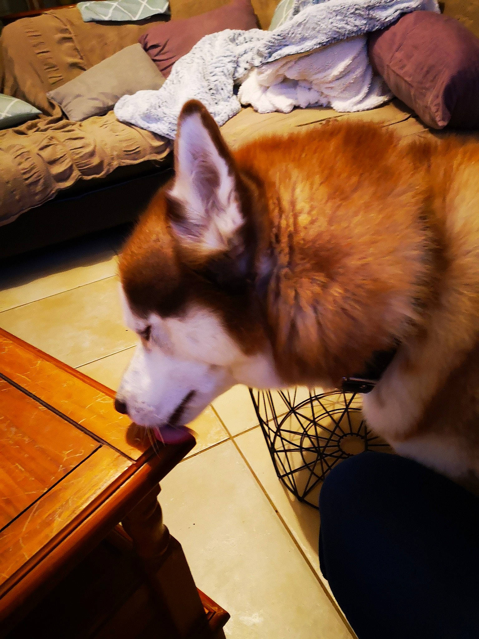 Leeroy participe au concours pour gagner de l'argent avec cette photo : akita_inu, alaskan_malamute, canidae, canis, carnivore, dog, dog_breed, ear, fawn, fur, mammal, norwegian_buhund, norwegian_lundehund, pembroke_welsh_corgi, siberian_husky, snout, tamaskan_dog, vertebrate, whiskers, wolfdog