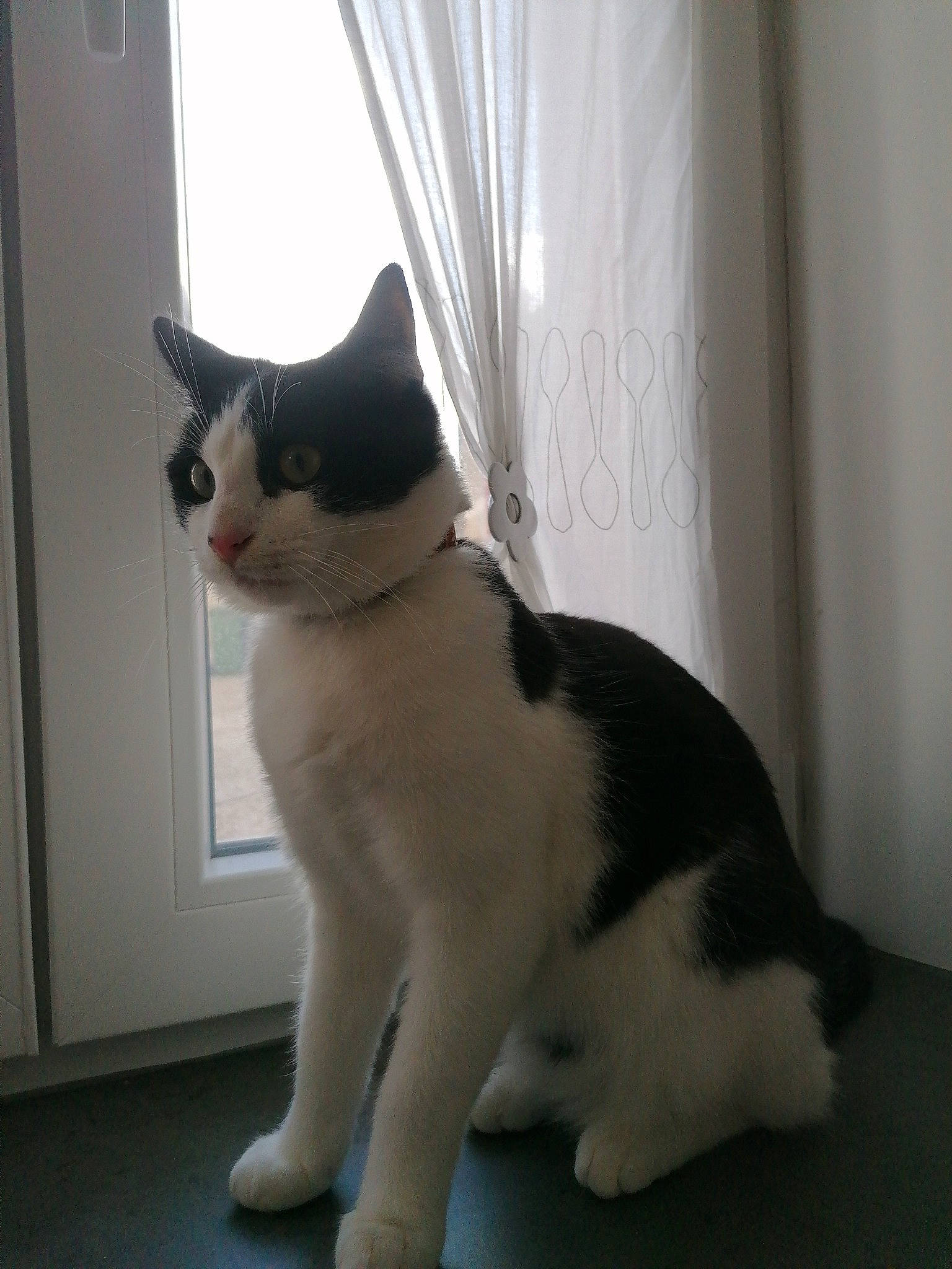 Sylvestre participe au concours pour gagner de l'argent avec cette photo : carnivore, cat, curtain, domestic_short_haired_cat, door, felidae, flooring, formal_wear, fur, grey, paw, small_to_medium_sized_cats, snout, tail, terrestrial_animal, whiskers, window, window_covering, window_treatment, wood