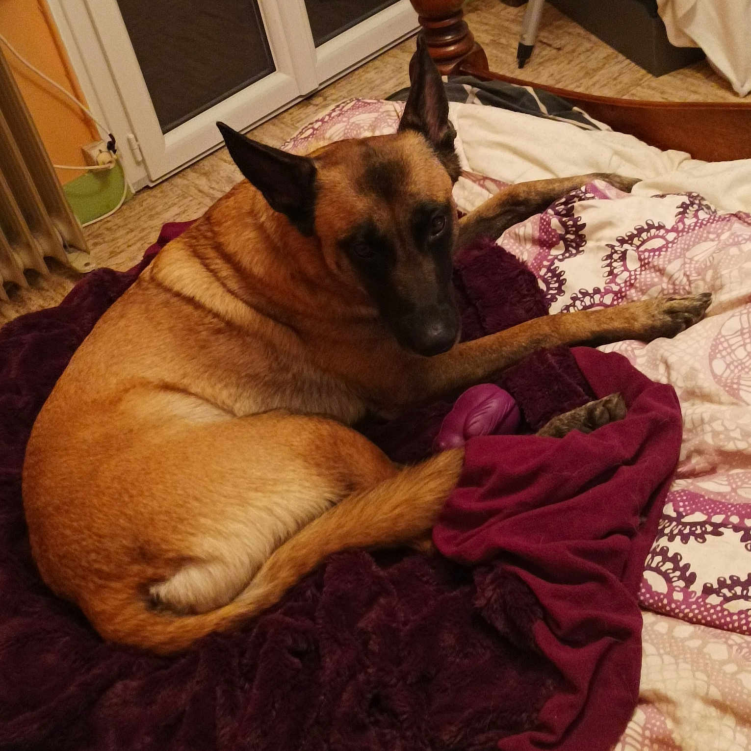 Octavia participe au concours pour gagner de l'argent avec cette photo : canidae, carnivore, comfort, companion_dog, dog, dog_breed, door, fawn, flooring, fur, german_shepherd_dog, guard_dog, hardwood, lap, linens, nap, paw, room, sporting_group, wood