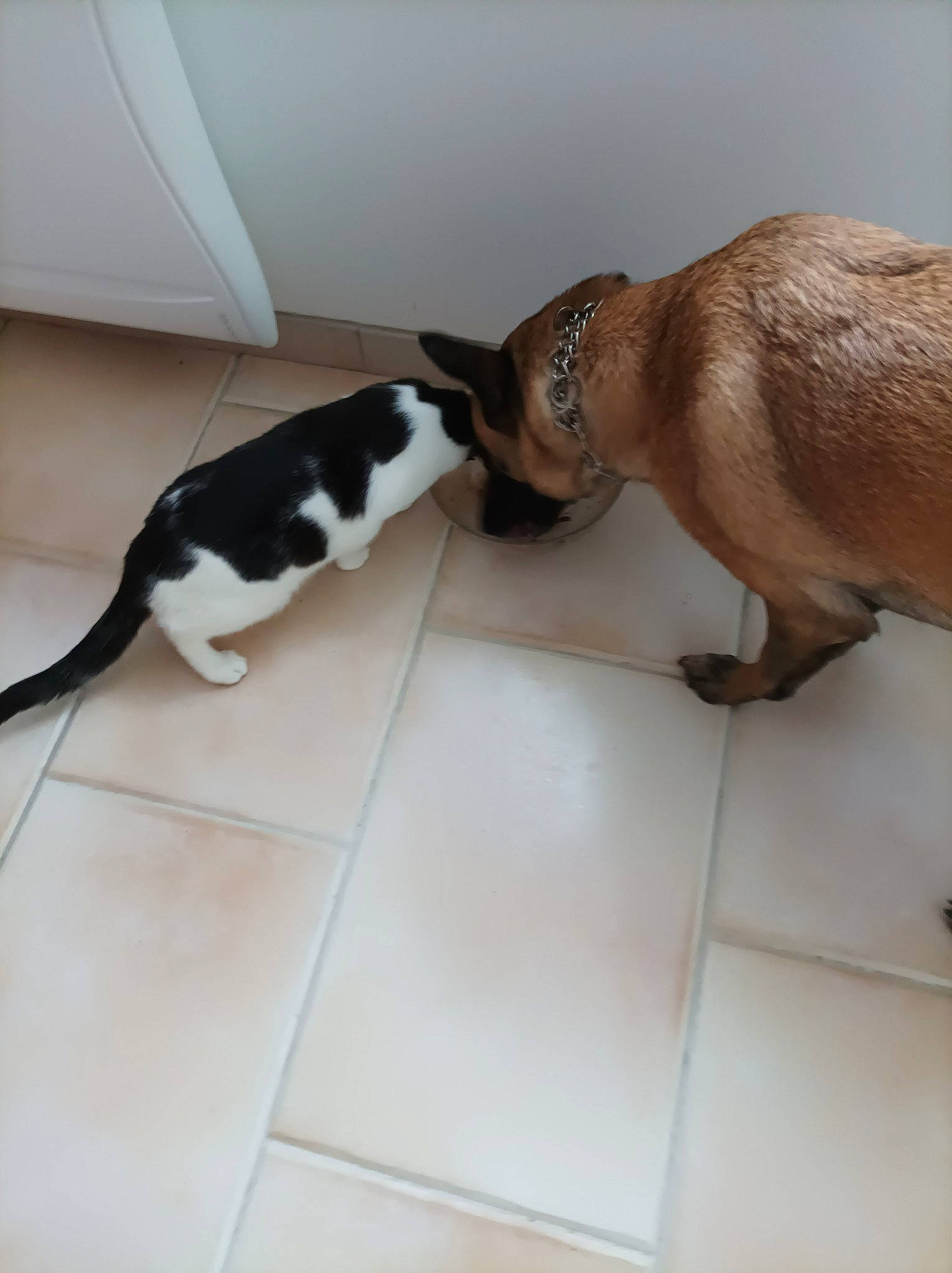 Octavia a rejoint le concours — aidez-le/la à gagner de superbes lots ! canidae, carnivore, cat, comfort, companion_dog, dog_breed, domestic_short_haired_cat, fawn, felidae, flooring, fur, hardwood, human_leg, small_to_medium_sized_cats, snout, sporting_group, tail, terrestrial_animal, whiskers, wood