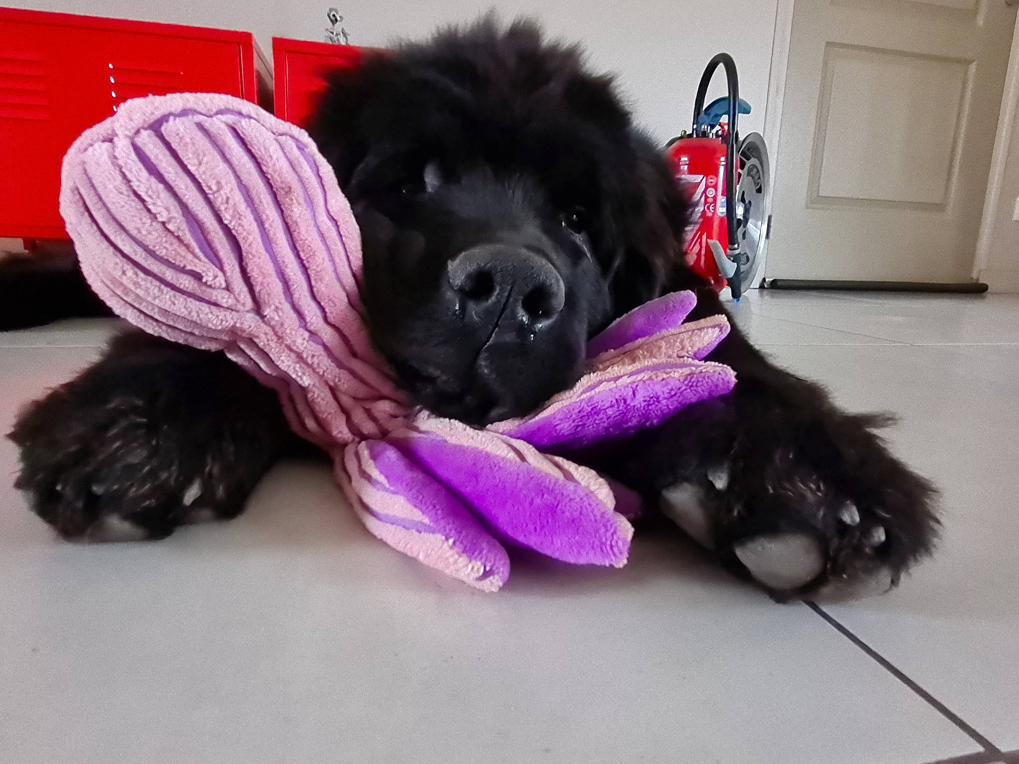 Rodin De La Rive De Glovertown