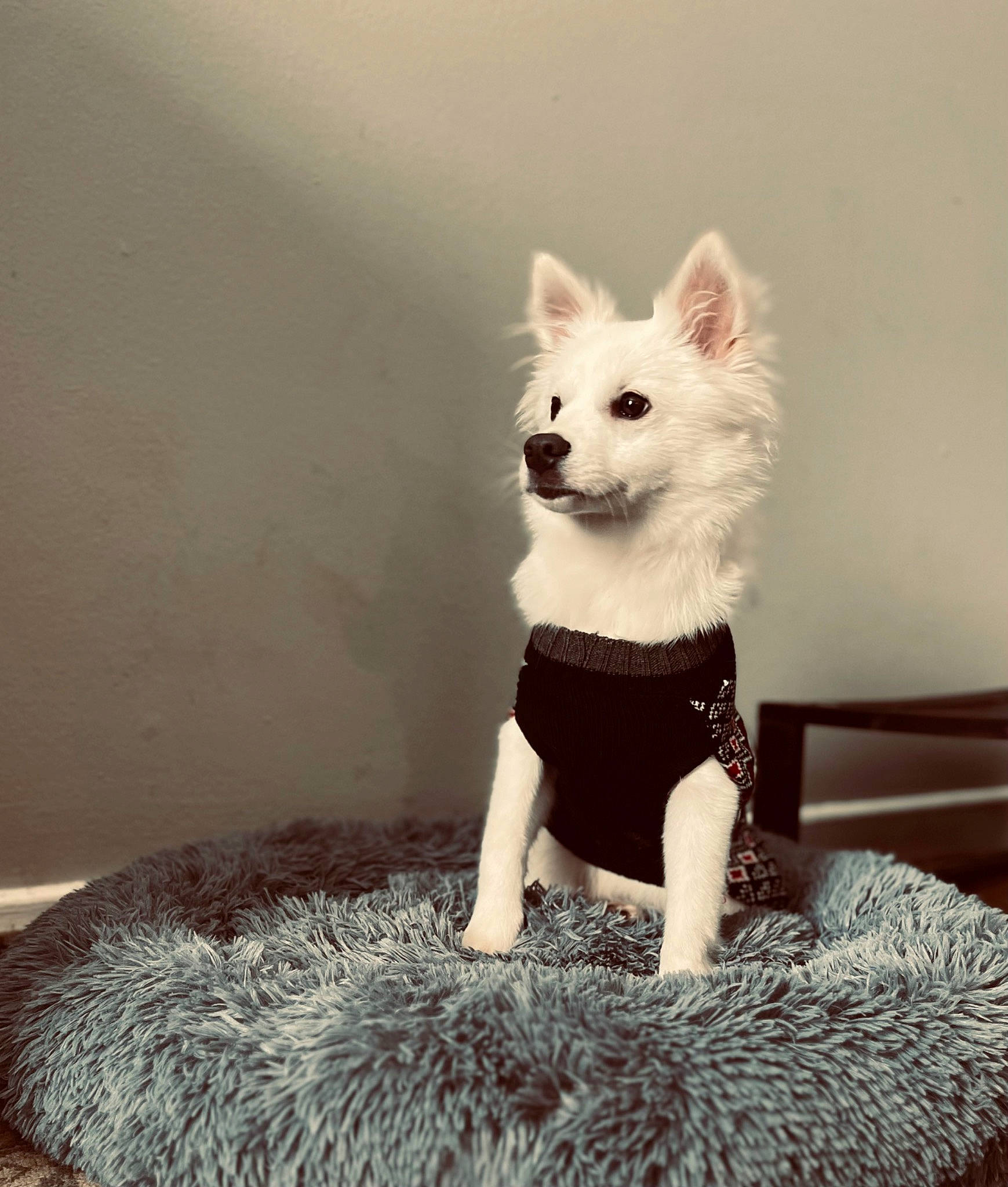 Bentley is registered to the contest to win money with this photo: art, canidae, carnivore, companion_dog, couch, dog, dog_breed, fashion_accessory, fawn, felidae, fur, non_sporting_group, pattern, sitting, snout, tail, toy, toy_dog, vintage_clothing, whiskers