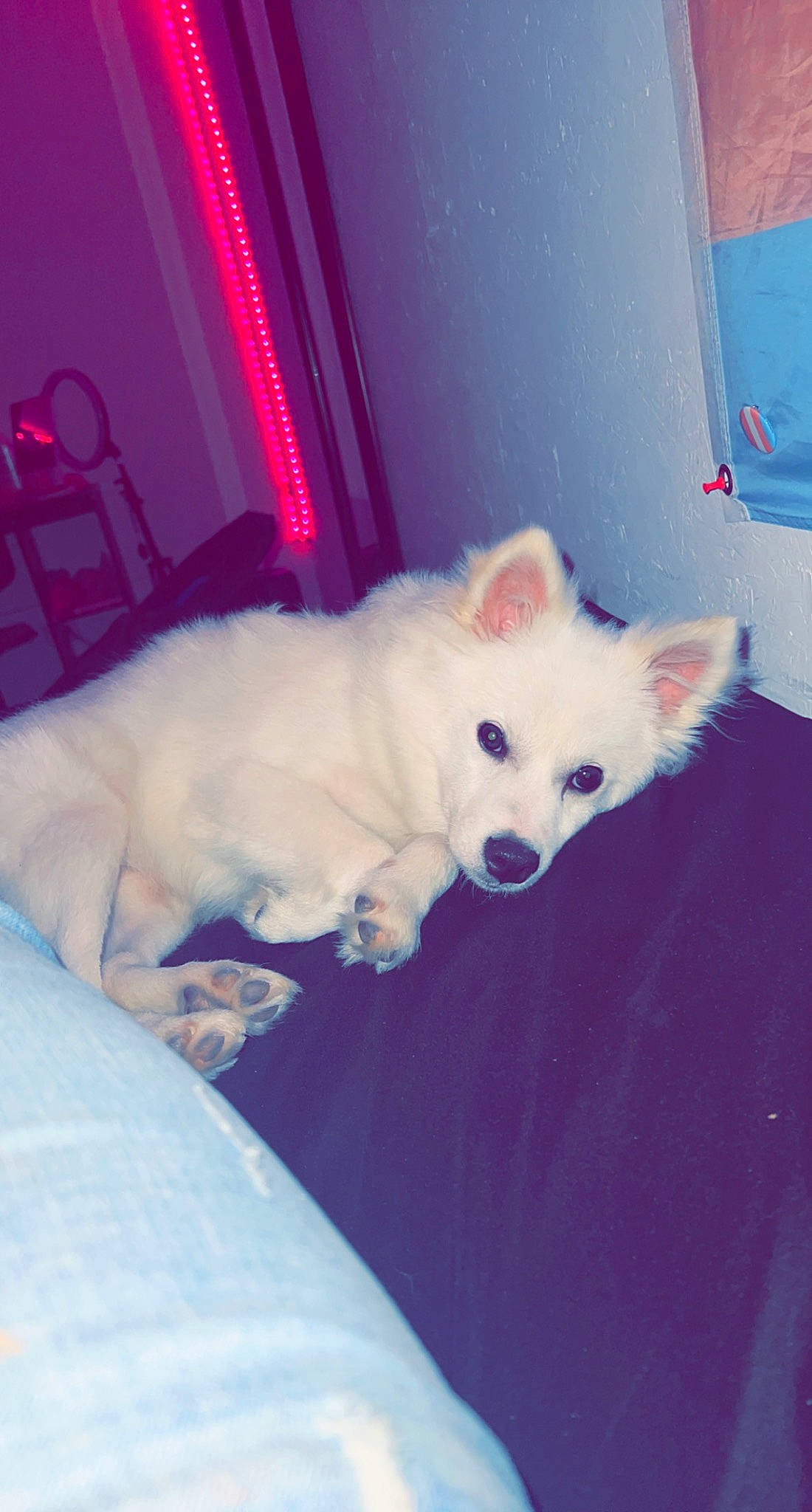 Bentley joined the competition — help win amazing prizes! canidae, carnivore, comfort, companion_dog, curtain, dog, dog_breed, fur, non_sporting_group, samoyed, snout, spitz, sporting_group, volpino_italiano, whiskers, working_animal