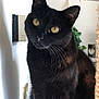 Moonbeam joined the competition — help win amazing prizes! animal, black_cat, cat, close_up, curious, cute, domestic_cat, feline, fur, home, houseplant, indoor, light, looking, pet, portrait, shadow, sitting, whiskers, yellow_eyes