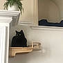 Moonbeam joined the competition — help win amazing prizes! animal, architecture, black_cat, cat, curious, feline, home, indoor, interior, minimalist, peaceful, pet, plant, potted_plant, quiet, resting, shelf, white_wall, wooden_shelf, yellow_eyes