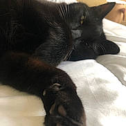 Moonbeam joined the competition — help win amazing prizes! animal, bed, black_cat, blurred_background, cat, close_up, comfort, cozy, domestic, feline, indoor, lazy, paw, pet, relaxed, resting, sleepy, soft_fur, whiskers, white_bedspread