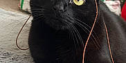 Moonbeam joined the competition — help win amazing prizes! animal, black_cat, carpet, cat, closeup, cozy, curious, decor, feline, festive, home, indoor, paw, pet, playful, resting, string, toy, whiskers, yellow_eyes