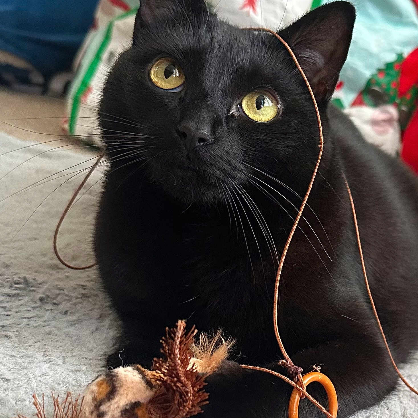 Moonbeam joined the competition — help win amazing prizes! animal, black_cat, carpet, cat, closeup, cozy, curious, decor, feline, festive, home, indoor, paw, pet, playful, resting, string, toy, whiskers, yellow_eyes