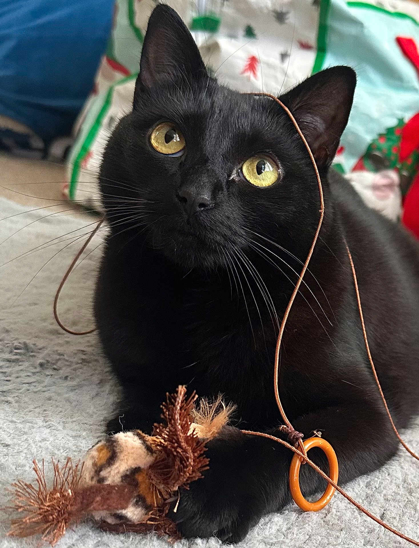 Moonbeam joined the competition — help win amazing prizes! animal, black_cat, carpet, cat, closeup, cozy, curious, decor, feline, festive, home, indoor, paw, pet, playful, resting, string, toy, whiskers, yellow_eyes