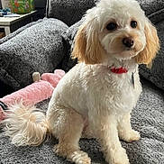 Daisy is registered to the contest to win money with this photo: dog, puppy, pet, fluffy, white_fur, small_dog, red_collar, dog_tag, sitting, couch, blanket, cushion, tail, plush_toy, pink_toy, living_room, indoor, portrait, tissue_box, side_table