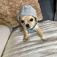 Asko a rejoint le concours — aidez-le/la à gagner de superbes lots ! dog, puppy, hoodie, clothing, pet, cute, small_dog, blanket, pillow, indoor, fur, canine, animal, face, eyes, snout, fur_texture, cozy, resting, domestic
