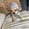 dog, puppy, hoodie, clothing, pet, cute, small_dog, blanket, pillow, indoor, fur, canine, animal, face, eyes, snout, fur_texture, cozy, resting, domestic