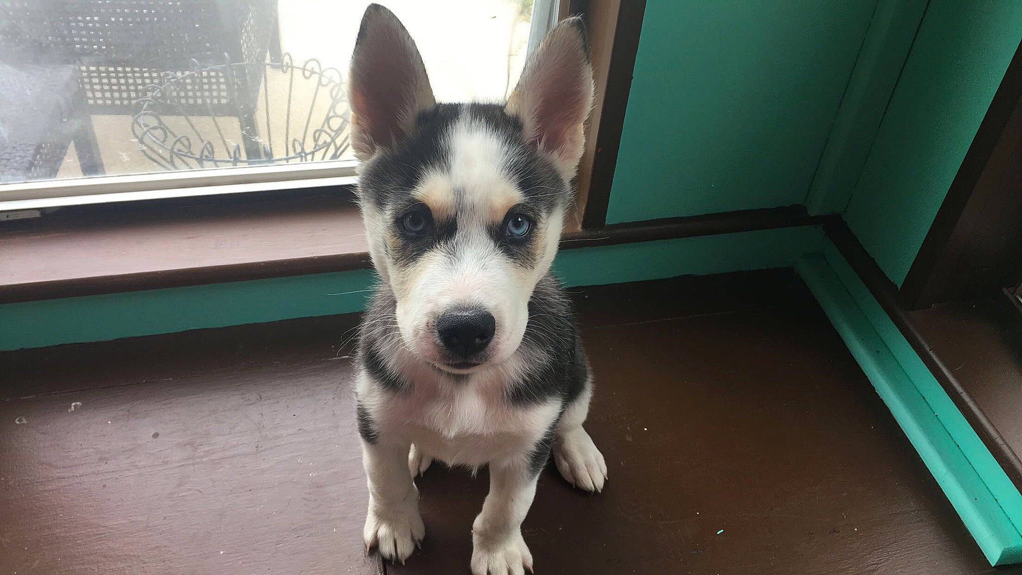 Indigo joined the competition — help win amazing prizes! canidae, carnivore, dog, dog_breed, labrador_husky, mammal, native_american_indian_dog, northern_inuit_dog, nose, puppy, rare_breed_dog, sakhalin_husky, seppala_siberian_sleddog, siberian_husky, sled_dog, snout, tamaskan_dog, vertebrate, whiskers, wolfdog