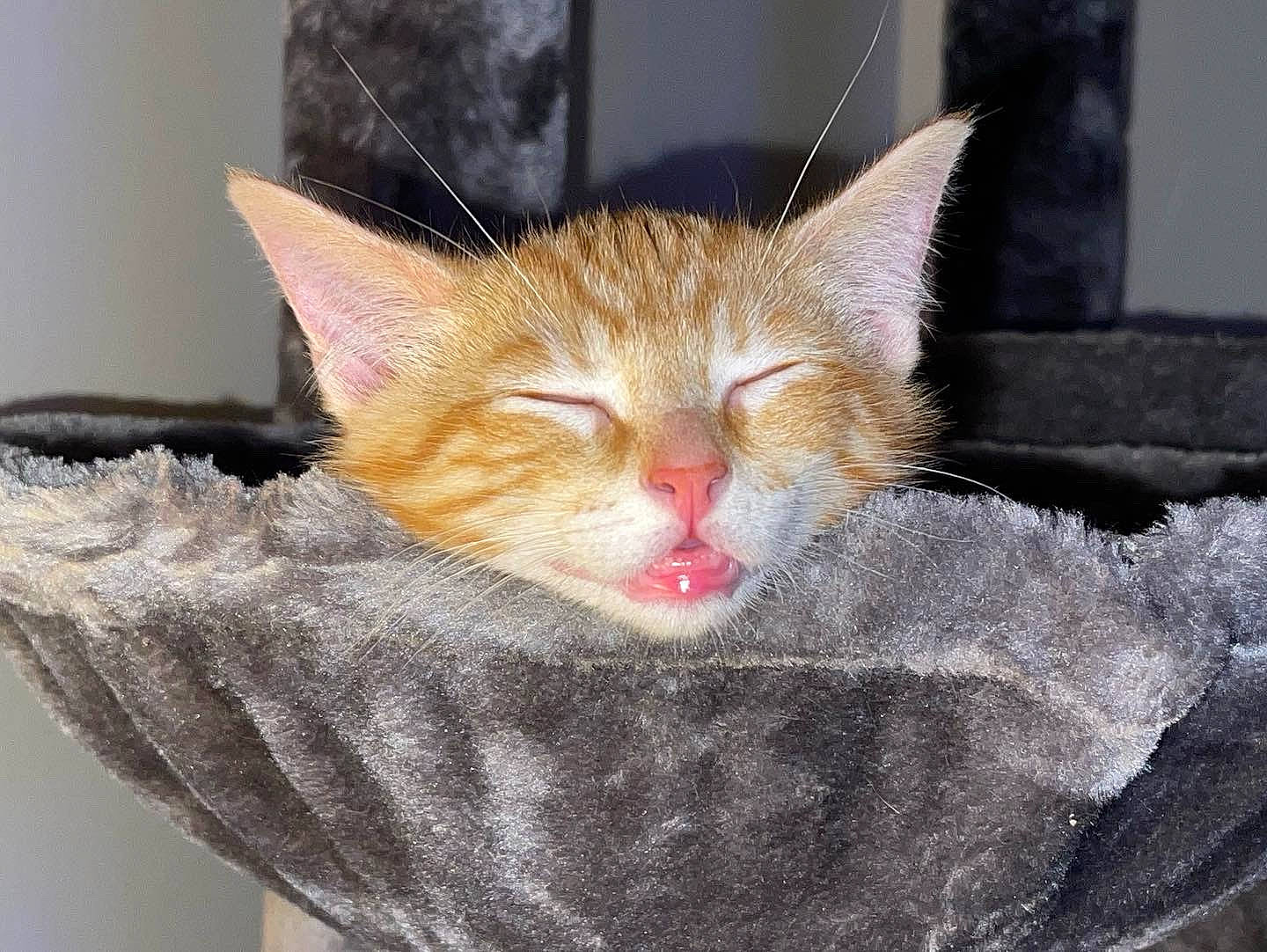 Biscuit is registered to the contest to win money with this photo: carnivore, cat, cat_furniture, cat_supply, claw, comfort, couch, domestic_short_haired_cat, eye, fawn, felidae, fur, leg, paw, sitting, small_to_medium_sized_cats, snout, tail, whiskers, window