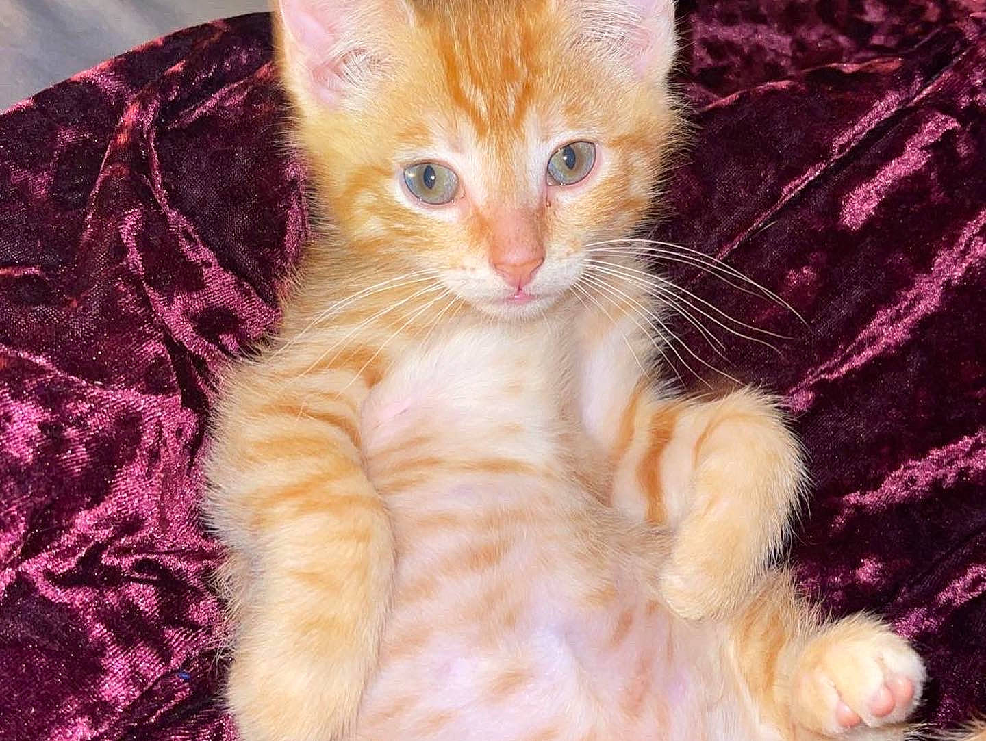Biscuit is registered to the contest to win money with this photo: carnivore, cat, claw, domestic_short_haired_cat, fawn, felidae, fur, magenta, paw, peach, small_to_medium_sized_cats, snout, tail, whiskers