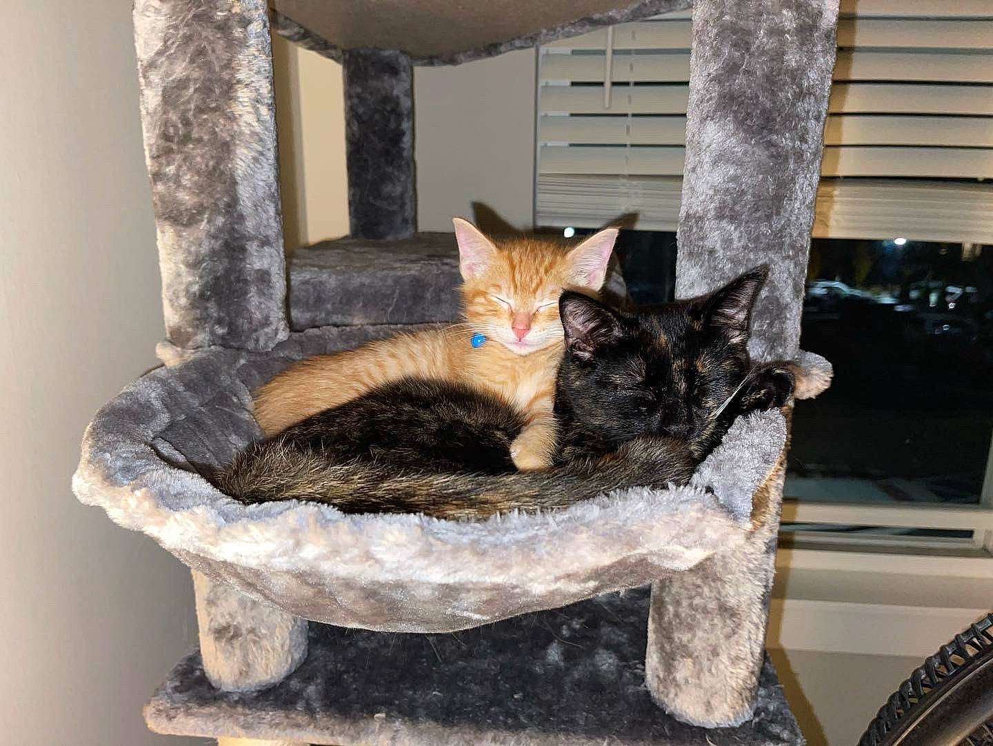 Biscuit joined the competition — help win amazing prizes! carnivore, cat, cat_bed, cat_furniture, cat_supply, chair, comfort, domestic_short_haired_cat, fawn, felidae, flowerpot, fur, houseplant, pet_supply, small_to_medium_sized_cats, snout, tail, tree, whiskers, wood