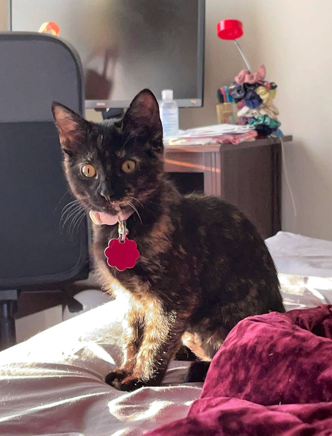 Luna is registered to the contest to win money with this photo: bed, black_cat, cabinetry, carnivore, cat, cat_supply, claw, comfort, domestic_short_haired_cat, drawer, felidae, fur, houseplant, linens, paw, room, sitting, small_to_medium_sized_cats, tail, whiskers