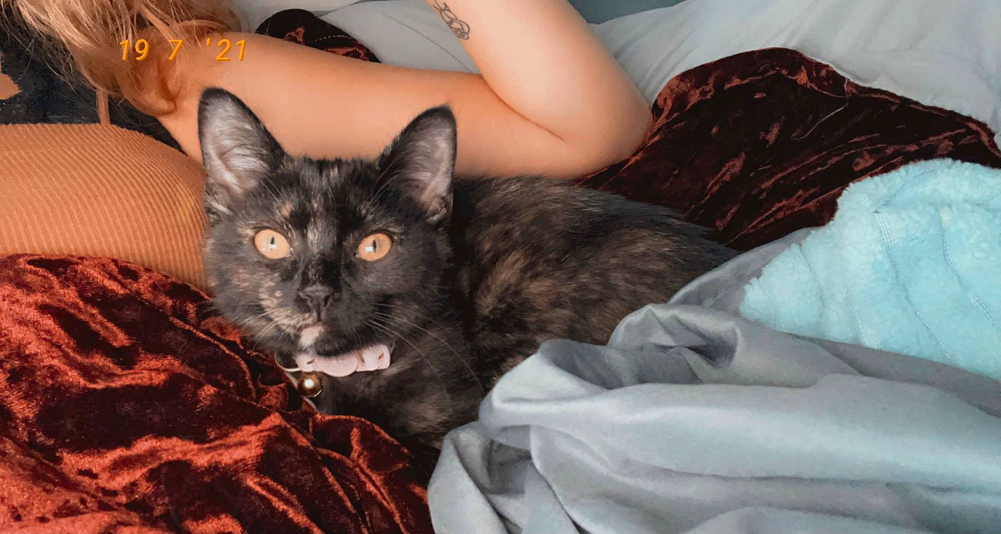 Luna joined the competition — help win amazing prizes! black_cat, carnivore, cat, comfort, couch, domestic_short_haired_cat, ear, fawn, felidae, fur, grey, human_leg, lap, linens, sitting, small_to_medium_sized_cats, snout, tail, thigh, whiskers