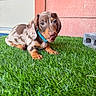 Bear joined the competition — help win amazing prizes! dog, puppy, dachshund, shorthaired, spotted, brown, cream, blue_collar, outdoor, grass, artificial_grass, house, siding, door, window, cinder_block, sitting, lying_down, licking, portrait