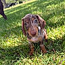 Bear is registered to the contest to win money with this photo: dog, puppy, dachshund, pet, animal, portrait, outdoor, grass, lawn, sunlight, brown_fur, floppy_ears, blue_collar, curious, sitting, close_up, park, trees, background_dog, carrot