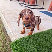 Bear joined the competition — help win amazing prizes! dog, puppy, dachshund, shorthaired, brown_coat, spotted_coat, floppy_ears, blue_collar, outdoor, patio, concrete, grass, artificial_grass, rocking_chairs, house, backyard, standing, portrait, cute, animal