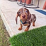 dog, puppy, dachshund, shorthaired, brown_coat, spotted_coat, floppy_ears, blue_collar, outdoor, patio, concrete, grass, artificial_grass, rocking_chairs, house, backyard, standing, portrait, cute, animal
