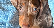 Bear joined the competition — help win amazing prizes! puppy, dog, brown_fur, blue_blanket, fluffy, close_up, portrait, animal, pet, cute, wide_eyes, long_snout, floppy_ears, lying_down, cozy, indoors, soft_texture, brown, blue, photography